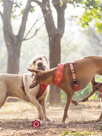 Pragalbh - Animal Rescue & Advocacy Photography Paws & Peaks: Outdoor Adventures photo 6