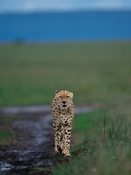 The cheetah, nature's fastest masterpiece. This is Nashipai from the Talek region of Masai Mara, a picture of pure grace and power.