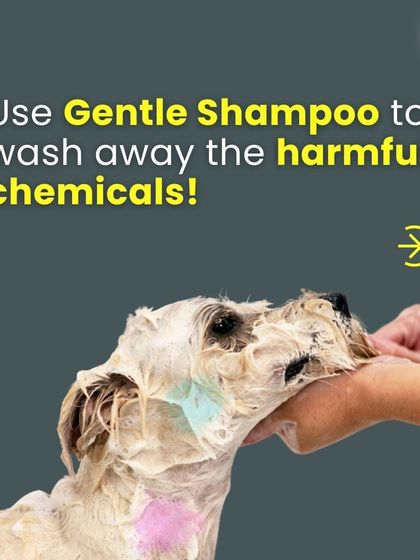 Holi can be stressful for pets. We recommend using gentle, pet-friendly shampoos to wash away any harmful chemicals if they accidentally get into colors.