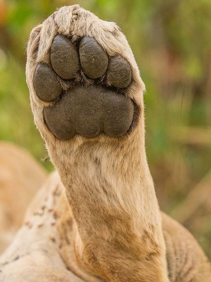 A close-up of the lion's paw. This abstract composition focuses on texture and form, creating an interesting and unconventional wildlife photograph.