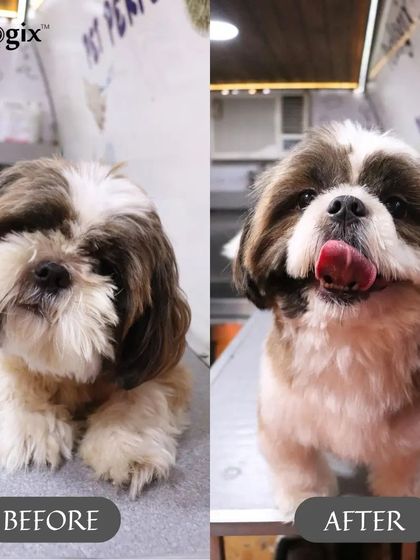 Getting ready for Holi with a clean slate. This before and after shows a fresh, happy pup ready for the festivities.