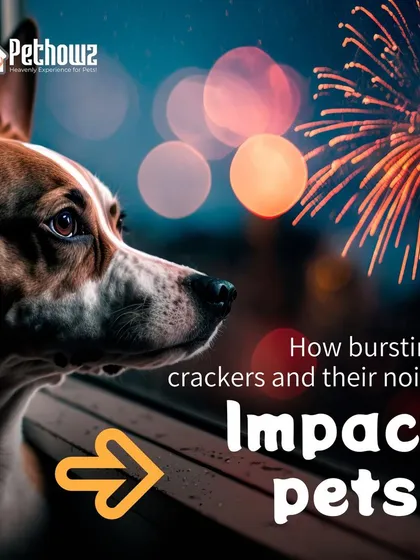 The loud noise from bursting crackers can cause significant stress and anxiety for pets. We provide guidance on how to create a safe and calm environment for your furry family members during festive seasons.