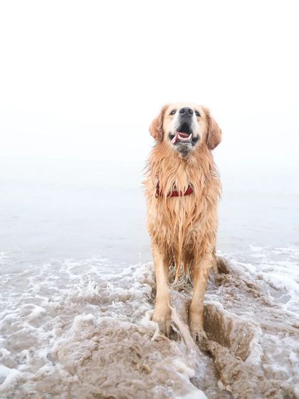 Sniff Stories - Pet Videography Paws, Splashes, and Muddy Noses photo 37