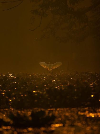 An egret lands in a field sparkling with morning dew, its wings spread like an angel. The golden light and bokeh effect create a magical, dreamlike atmosphere.