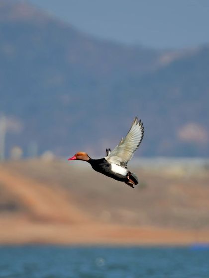 A Red-crested Pochard, or 'Lalsar', flying over the Odhani Dam in Bihar, a safe haven for these beautiful migratory ducks.