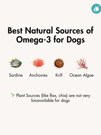 The Pack - Pet Parent Education & Workshops The Healthy Bowl: Canine Nutrition & Recipes photo 22