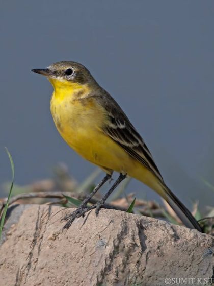 A Western Yellow Wagtail, a vibrant winter visitor to Delhi-NCR, posing on a mound of earth by the water.
