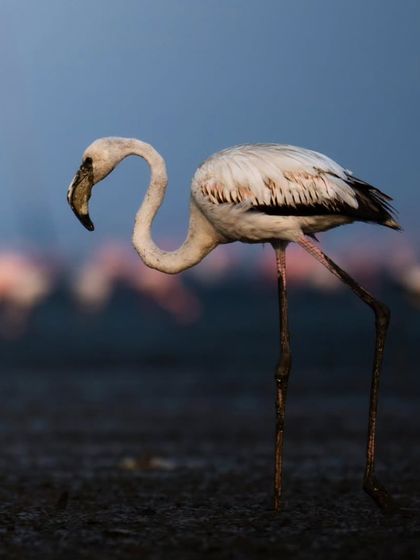 A detailed portrait of a Greater Flamingo, showing the unique shape of its beak and the texture of its feathers as it forages in the dark mud.