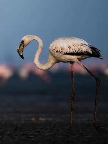 A detailed portrait of a Greater Flamingo, showing the unique shape of its beak and the texture of its feathers as it forages in the dark mud.