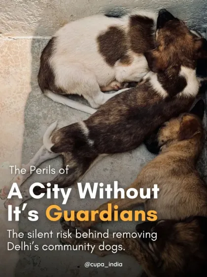 Cupa - Animal Cruelty Legal Aid & Advocacy Our Legal Fight for Animals photo 36