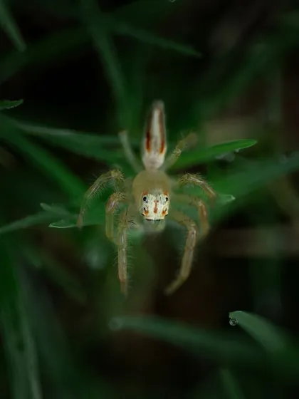 A tiny jumping spider in the grass. Its face almost looks like a mask. These small spiders have excellent vision and are very curious, often turning to look right at the camera.