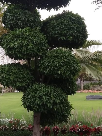 Planting & Horticulture Services photo 19