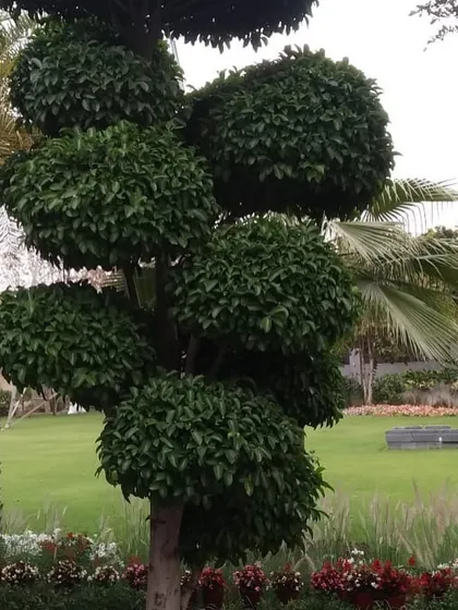 Another example of a beautifully shaped topiary tree, demonstrating the pruning skill involved in maintaining these living sculptures.