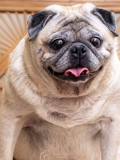 A portrait of a senior pug, full of character.