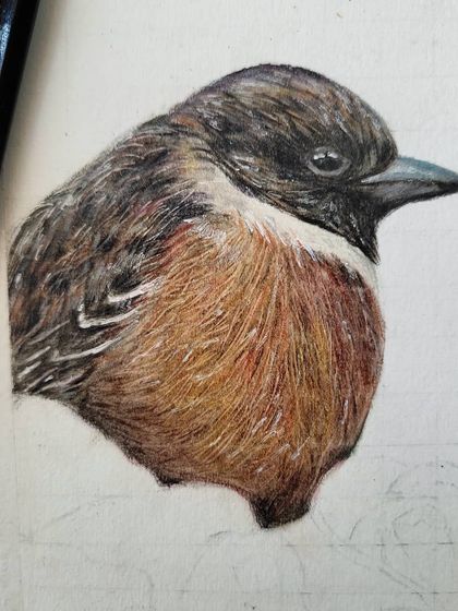 The first stage of the bird drawing, with just the bird's body colored in.