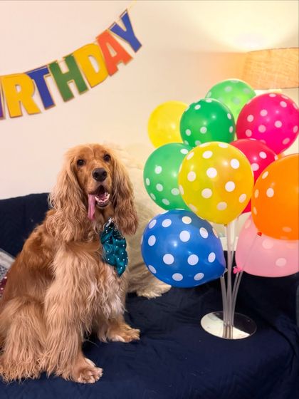 Posto looking happy and festive with his birthday balloons.