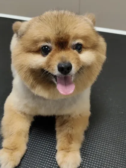 Another angle of this adorable Pomeranian's fresh cut, showing the clean lines and happy expression.