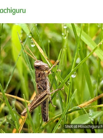 A grasshopper camouflaged in the dewy morning grass. Insects are the foundation of the food web, and their abundance is a sign of a truly alive ecosystem.