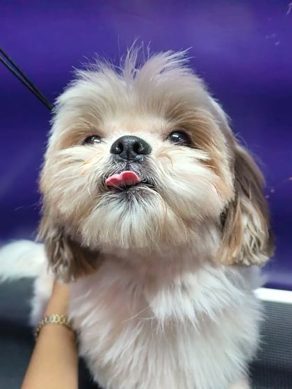 Bengaluru Pet Company - Pet Grooming Our Happy Clients photo 12