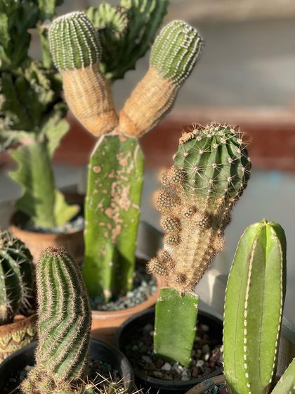 Here you can see some grafted cacti. Grafting allows us to combine a hardy rootstock with a more interesting or colourful top cactus, creating unique and eye-catching specimens.