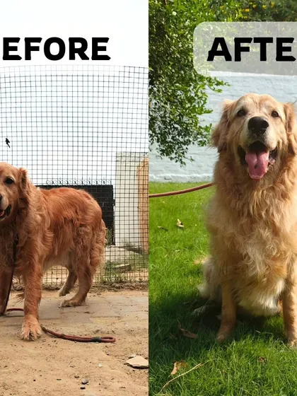 Our first official grooming client, Messi! This before-and-after shows the difference a good bath and dry can make. Our goal is not just to get the dog clean, but to make the process stress-free.