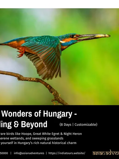 A Common Kingfisher in flight, its iridescent colors a flash of brilliance. This image promotes our 8-day birding tour to Hungary, a journey through serene wetlands and rich history.