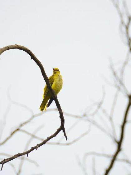 An Indian Golden Oriole, a splash of brilliant yellow against a stark white sky and bare branches.