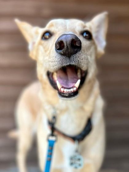 Tulsa Dog Trainer - Immersive Board & Train Programs Board & Train Graduates photo 107