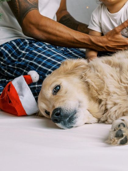 A close-up of a golden retriever resting after a family Christmas shoot. Pets are part of the holiday fun too.