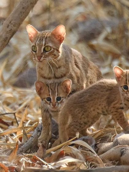 A clearer view of the Rusty-Spotted Cat family. A moment etched in gold.
