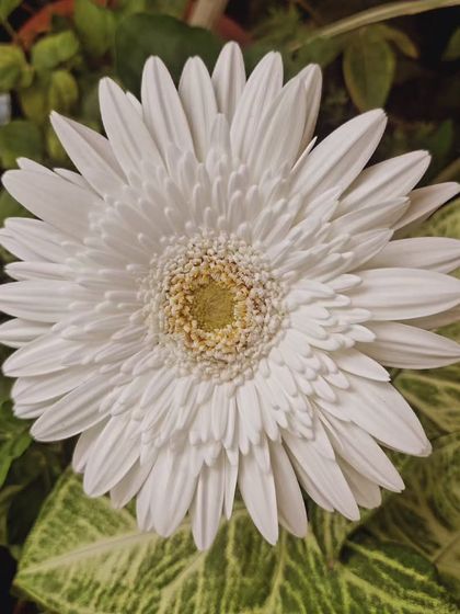 The white Gerbera daisy again, its bright center drawing you in.