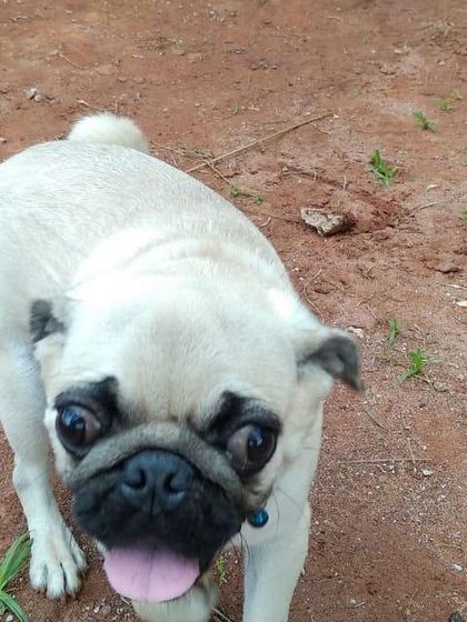 A close-up of a curious and happy Pug. We welcome small breeds and ensure they have a safe and enjoyable experience alongside our larger guests.