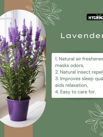 Hygrinz - Plant Sales & Gardening Supplies Gardening Tips & Plant Facts photo 31