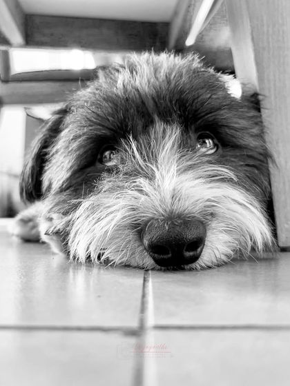 My own dog, Bozo, giving his signature soulful look from under a chair. Capturing these everyday moments at home is what it's all about.