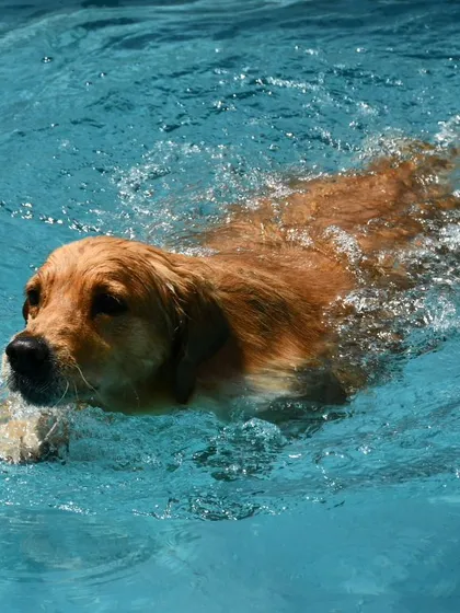 This Golden Retriever is in his element, captured mid-paddle during a fun swim session. Swimming is a great low-impact exercise, especially for retriever breeds that naturally love the water.