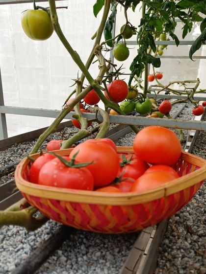 The reward. A basket of perfectly ripe tomatoes, picked just moments ago, sitting right next to the plants they grew on. This is the definition of farm-to-table.