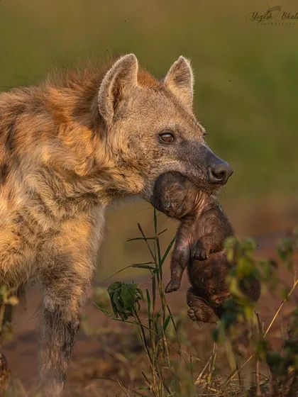 I was breathless when I witnessed this. A hyena mother carrying her newborn cub, just hours old, is a sight so rare it's almost undocumented. Luck plays a part, but being ready with the right gear and knowledge is what turns luck into a once-in-a-lifetime photograph. This is the kind of intimate storytelling I will help you achieve.