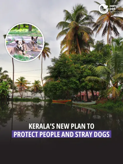 CarryMyPet - Pet Travel & Parenting Consultation Animal Welfare & Advocacy photo 26