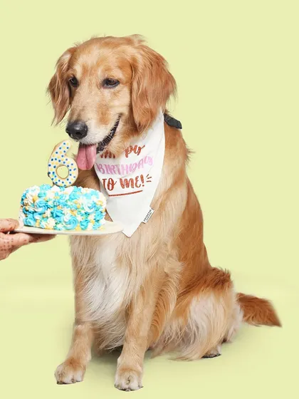 A picture-perfect birthday moment. The handsome Zoravar posing with his 6th birthday cake. All our cakes are made to be as beautiful as they are tasty, creating the perfect photo opportunity for your pet's special day.