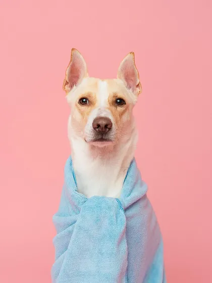 All wrapped up and looking adorable in a blue towel. This portrait is part of my summer bath time series and can be licensed for commercial projects that need a charming and clean pet photo.