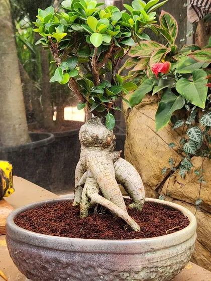 This is a Ficus Bonsai I recently potted, a living sculpture that brings a sense of peace and sophistication to any room. I carefully select each bonsai and pot to create a harmonious and balanced piece of natural art.
