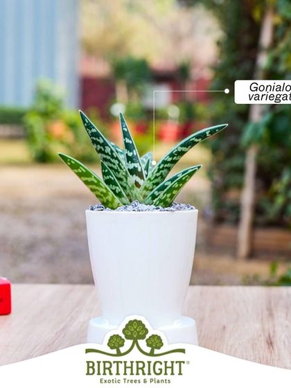 The Gonialoe variegata, or Tiger Aloe, is a beautiful succulent known for its distinct patterned leaves. It's a resilient and attractive plant that adds a touch of the exotic to your collection.