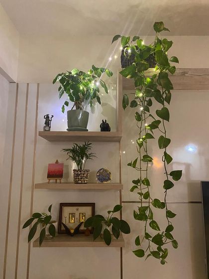 A beautiful shelf display made even more magical with fairy lights. The trailing pothos and ficus plant look enchanting with the warm glow, perfect for the festive season.