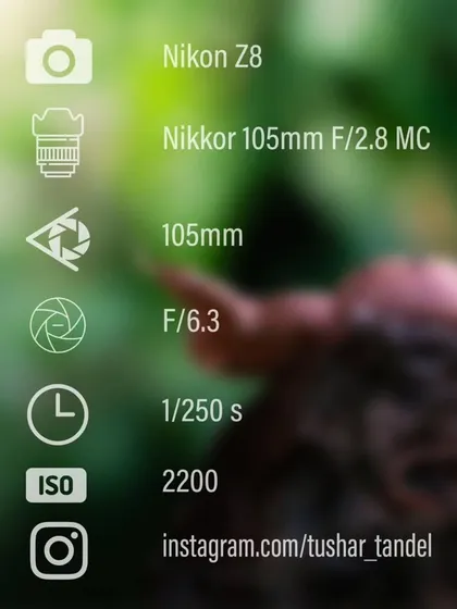 The camera settings and gear used for my macro shot of the Hump Nosed Pit Viper.