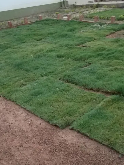 Freshly laid sod, or carpet grass, on prepared soil. Soon, the lines will disappear, and it will grow into a seamless, lush green lawn.