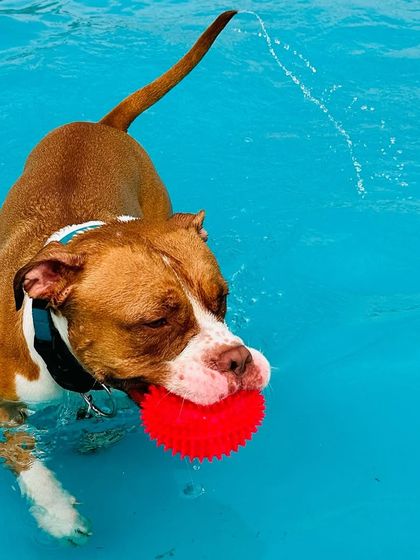 The Pawsome Camp - Dog Daycare & Boarding Splash Zone: Our Pooch Pool photo 35