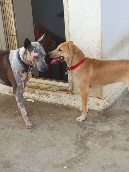 The Urban Dawg - Dog Training & Behavior Modification The Art of Socialization: Learning in a Pack photo 32