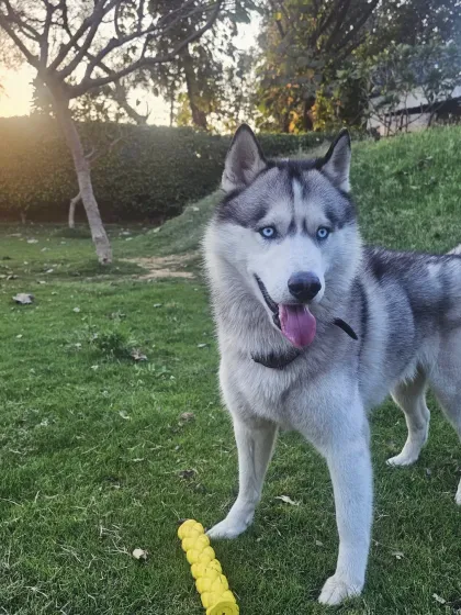 Buddy with his favorite toy, ready for another round of play.