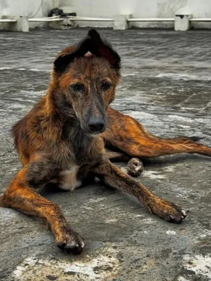 Tingi lying down, looking thoughtful. She is fully vaccinated and dewormed.
