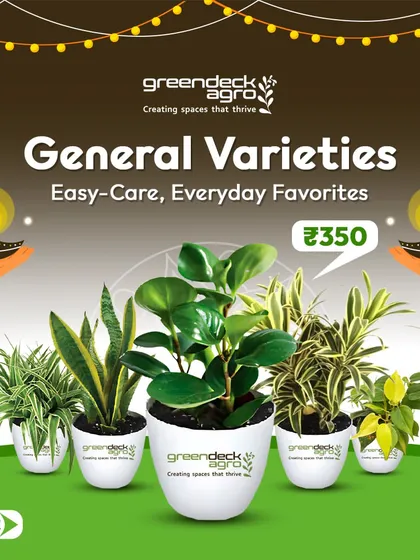 My general varieties of gifting plants are easy-care, everyday favorites. These are a reliable and affordable option for bulk corporate gifting, ensuring everyone receives a gift that's simple to care for.